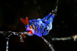 Subdued cuthona. D70,105mm
kapalai,sabah. by Frankie Tsen 
